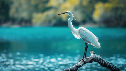 Wall Mural - beautiful shot turquoise blue water lake pond bird photography sanctuary white egret crane perched dead tree branch Moorhens marsh hen coot wading