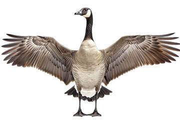 goose points wing to side standing isolated on white background