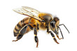 © twilight mist - Honey bee, Apis mellifera, isolated on white background