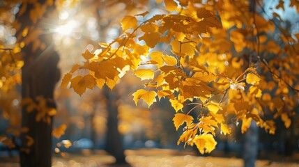 Wall Mural - vibrant autumn scenery featuring sunlit yellow trees and colorful foliage in the park leaves gently 
