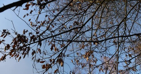 Wall Mural - last year's foliage hangs on the branches of an oak tree in February, orange dry foliage on an oak tree that did not fall during leaf fall