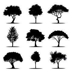 Wall Mural -  set of pine tree silhouette  isolated on white background