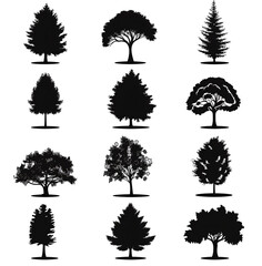 Wall Mural -  set of pine tree silhouette  isolated on white background