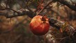 © LukaszDesign - Lonely dehydrated pomegranate left on a solitary tree limb
