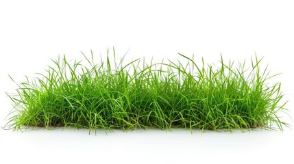 Wall Mural - Green grass lawn isolated on a white background