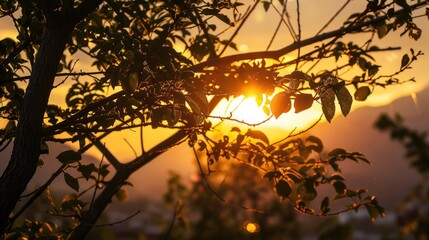 Wall Mural - Sunset with golden hue seen through tree branches with a mountain outline in the distance