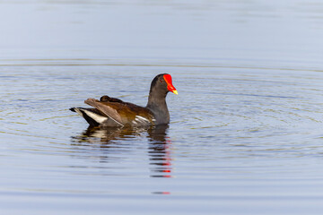 Wall Mural - common moorhen adult swimming in the wetlands at merritt island national wildlife refuge