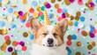 © Natalia S. - A corgi wearing a party hat is surrounded by confetti