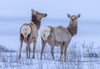 Wall Mural - elks in snow 