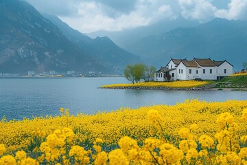 Wall Mural - In the village by the lake, rapeseed flowers are in full bloom