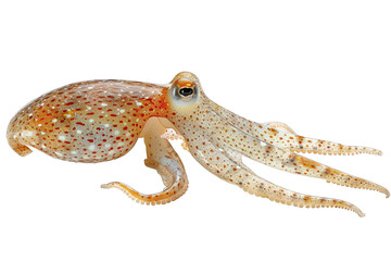 Wall Mural - Squid isolated on white background