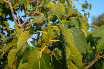 Poster - Young figs on the branch of a fig tree