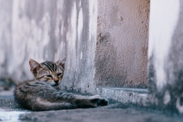 Cat in the street