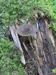 Wall Mural - Pluteus atromarginatus, also called Pluteus cervinus var. atromarginatus, commonly known as the blackedged shield, wild mushroom from Finland