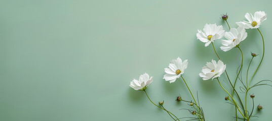 Wall Mural - Abstract Floral Composition with Cosmos Flowers