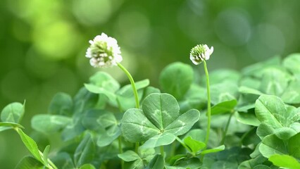 Wall Mural - 木陰でそよ風に揺れる四つ葉のクローバー