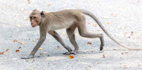 Canvas Print - A monkey crosses an asphalt road