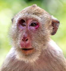 Canvas Print - Monkey outdoors in a tropical park