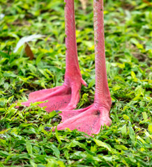 Wall Mural - Paws of a pink flamingo on the grass