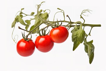 Wall Mural - Fresh tomatoes on a green stem isolated on white background. Close-up, side view