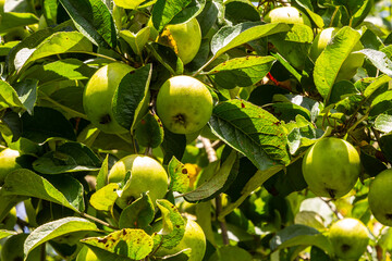 Wall Mural - Harvesting. Closeup of ripe sweet apples on tree branches in green foliage of summer orchard