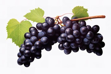 purple grapes with water drops on white background