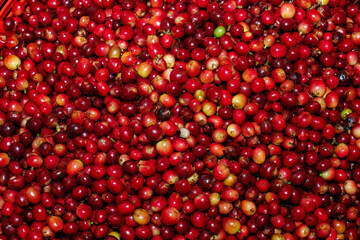 Wall Mural - Fresh red raw berries coffee beans full frame,