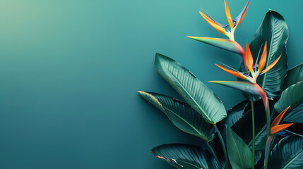 Wall Mural - Strelitzia, flower with empty copy space, solid background