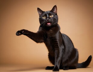 a black cat is pointing at something with its paw