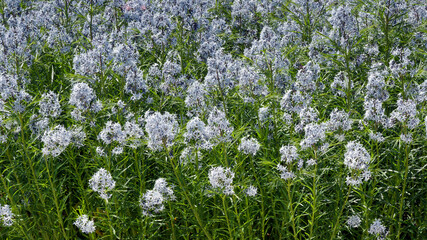 Amsonia hubrichtii | Hubricht's bluestar - Narrowleaf Blue Star - Arkansas bluestar - thread-leaf bluestar.  Blue flowers on stems with green leaves needle-like as ground cover in a garden