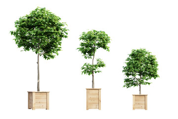 Leinwandbilder - Set of trees in wooden pots isolated on transparent background. 3D render.
