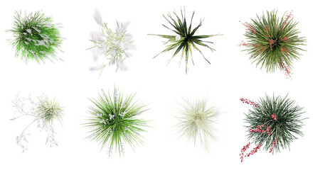 Aufkleber - Different types of flowering grass isolated on transparent background. Top view.  3D render.