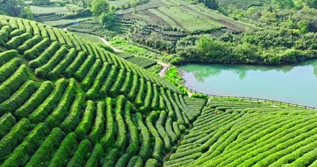 Wall Mural - Aerial view of green tea plantation nature landscape in spring