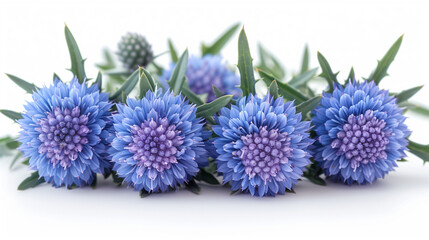 Wall Mural - Globe thistle blossoms isolated on white background