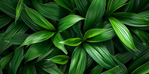 Wall Mural - Tropical jungle green leaves background, horizontal Top down view