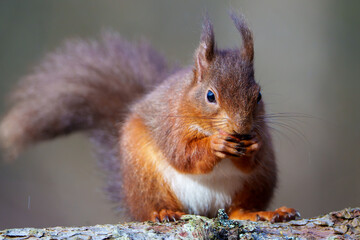 Wall Mural - red squirrel