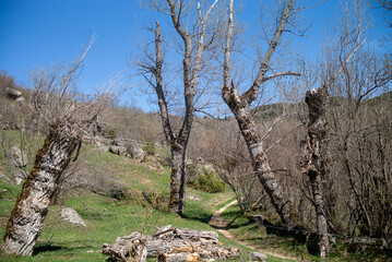 Wall Mural - tree in the mountains