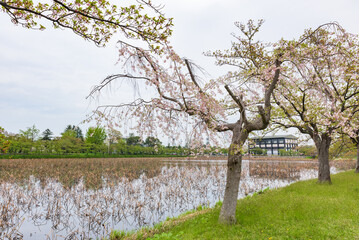 Poster - Cherry blossom trees in the Takada Castle Site Park, Japan's Top 100 Cherry Blossoms Sites, Niigata Prefecture, Japan