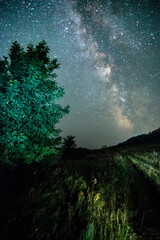 Wall Mural - Night sky in forest . Beautiful summer night . Space over the forest and trees . Milky Way on the background . 