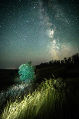Wall Mural - Night sky in forest . Beautiful summer night . Space over the forest and trees . Milky Way on the background . 