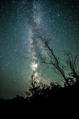 Wall Mural - Night sky in forest . Beautiful summer night . Space over the forest and trees . Milky Way on the background . 