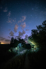 Wall Mural - Night sky in forest . Beautiful summer night . Space over the forest and trees . Milky Way on the background . 