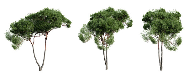 Wall Mural - Stone pine tree isolated on transparent background. 3D render.