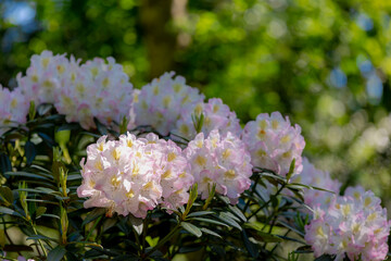 Wall Mural - Selective focus of white pink flowers full bloom on the tree with green leaves, Rhododendron is a very large genus of species of woody plants in the heath family, Ericaceae, Nature floral background.