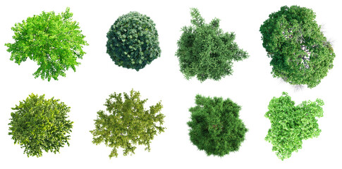 Fototapete - Top view of various types of trees isolated on transparent background. 3D render.