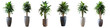 © Tatiana - Four potted plants of different sizes and colors