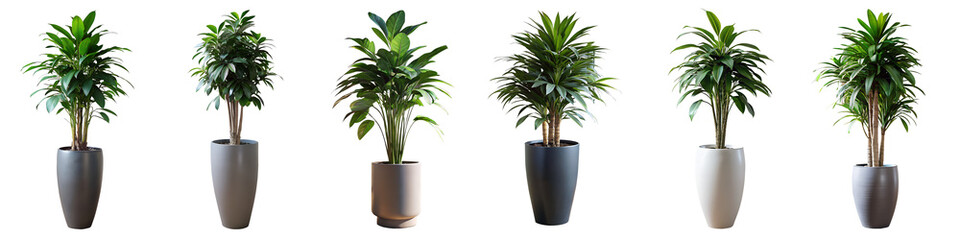 Four potted plants of different sizes and colors