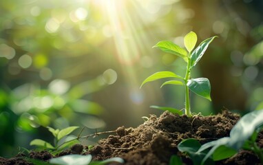 Young plant sprouting from earth with sunlight filtering through leaves.