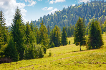 Poster - spruce trees on the grassy slope of borzhava ridge. beautiful scenery of ukrainian carpathian mountains in summer