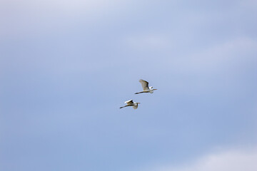 Wall Mural - snowy egrets in flight